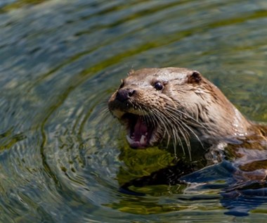 Harry z Rotterdamu zamieszkał w łódzkim zoo