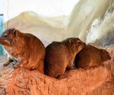 Warszawskie zoo ma nowych mieszkańców. “Harcują już na wybiegu”