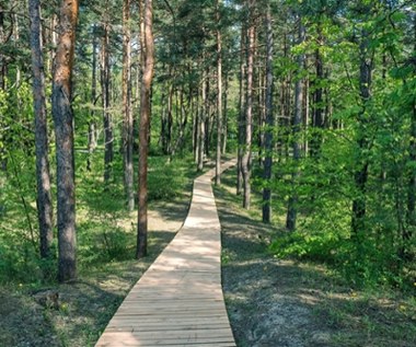 Ruszyły konsultacje ws. utworzenia “lasu społecznego” wokół Poznania