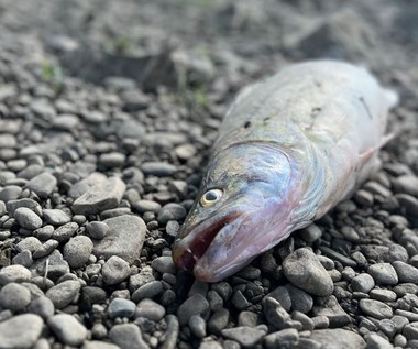 Dziesiątki martwych ryb na małopolskim odcinku Wisły