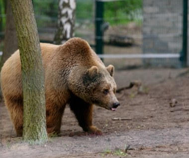 “Zdecydowano o nieskazywaniu go na dalsze cierpienie”. Niedźwiedź Baloo padł w Poznaniu