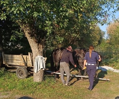 Pijany woźnica utknął między drzewami. Miał ponad 2 promile