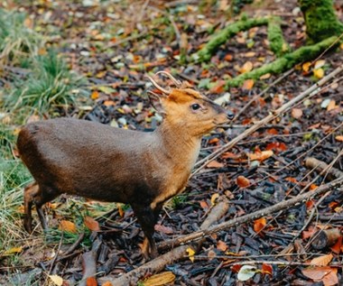 Niezwykłe narodziny w stołecznym zoo. To drugi najmniejszy jeleń świata