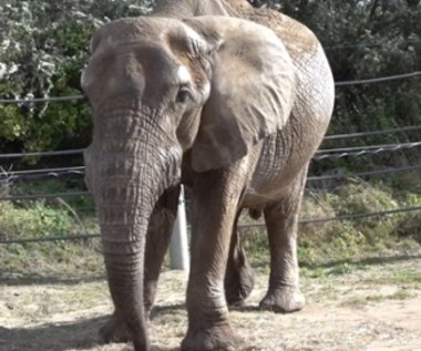 Wyjątkowe urodziny w poznańskim zoo. Słoń Ninio kończy 25 lat [WIDEO]