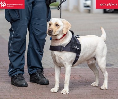 Labradorka Beti pomogła w wykryciu nielegalnego tytoniu