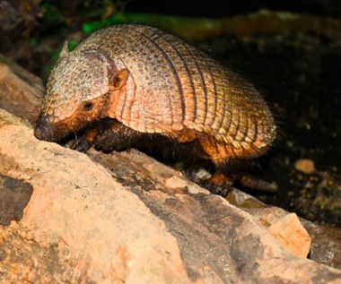 Pancernik włochaty w poznańskim zoo. Poznajcie Agatkę