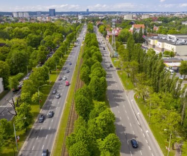 Wielka przycinka Wielkiej Alei Lipowej w Gdańsku