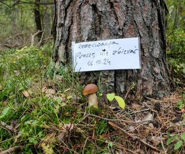 Kto pierwszy, ten lepszy? W lasach pojawiły się rezerwacje na grzyby