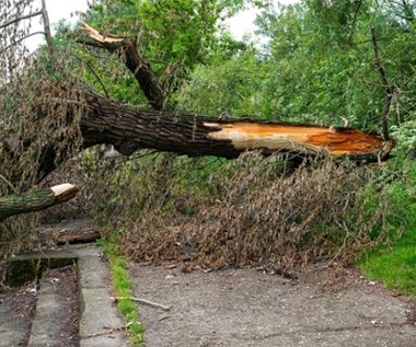 Na kobietę z dzieckiem w wózku przewróciło się drzewo