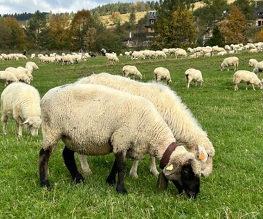 Jesienny redyk w Szczawnicy przyciągnął tłumy turystów