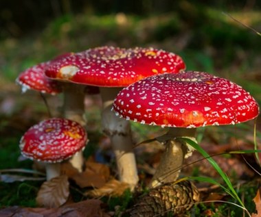 Rodzina zatruła się grzybami. Policja pomogła na czas