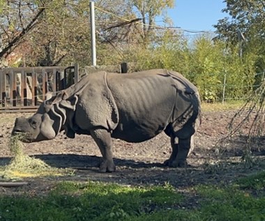 Osiemnastka w warszawskim zoo. Shikari dostała wyjątkowy tort