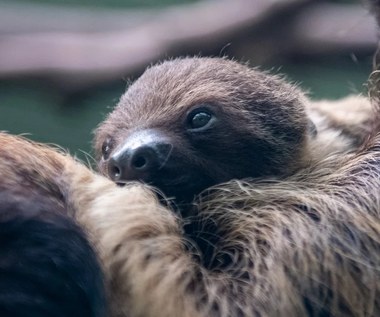 Łódzkie zoo ma nowego mieszkańca. To uroczy leniwiec