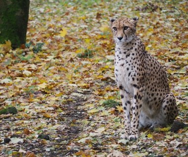 Smutne wieści z warszawskiego zoo. Wilma wyjeżdza do Grecji