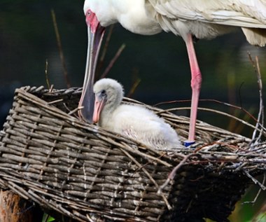 Urubu, koskoroby, drzewice i warzęchy. Sukces lęgowy w gdańskim zoo