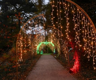 “Magiczny Botaniczny”. Świetlna wystawa w Warszawie