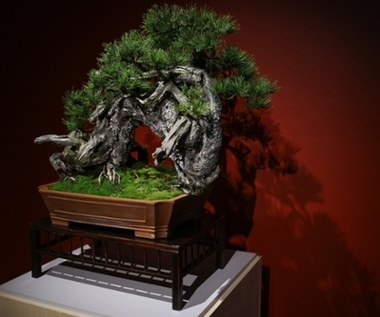 ​Ikebana i bonsai. Piękno natury na wystawach w krakowskim Muzeum Manggha