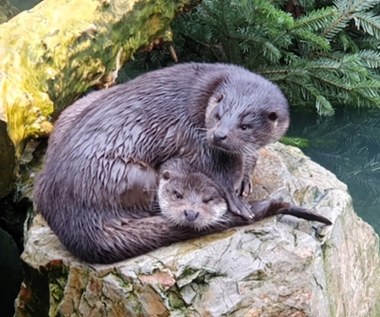 Wydra Nysa opuszcza warszawskie zoo. Trafi do Japonii