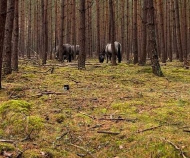 Kłopotliwe koniki z Klinisk. W stadzie są weterani ucieczek z zagrody