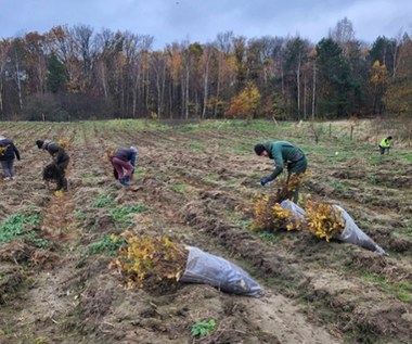 Szczecin będzie mieć nowy las. Powstaje na dawnych polach na Skolwinie