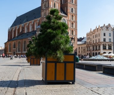 Krakowski Rynek Główny się zazieleni. Jest decyzja