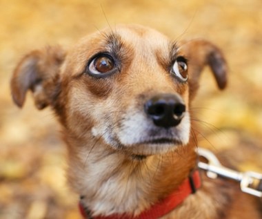 W Warszawie zbłąkanych zwierząt będzie szukał Sylwestrowy Patrol Animalsów