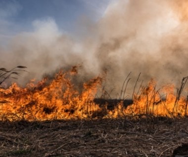 Pożar w Małopolsce. Spłonęło pół hektara traw