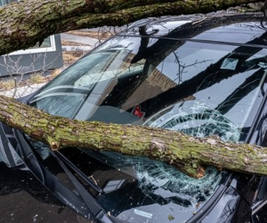 Wichura w Koszalinie. Drzewo spadło na samochód, jedna osoba ranna