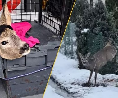 Koziołek zaklinował się w ogrodzeniu. Dramatyczne chwile na działkach