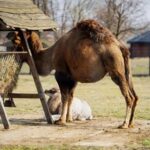 Nowy członek rodziny zoo Borysew. Mała wielbłądzica już zwiedza wybieg