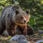 Niedźwiedzie budzą się z zimowego snu. Tatrzański Park Narodowy ostrzega